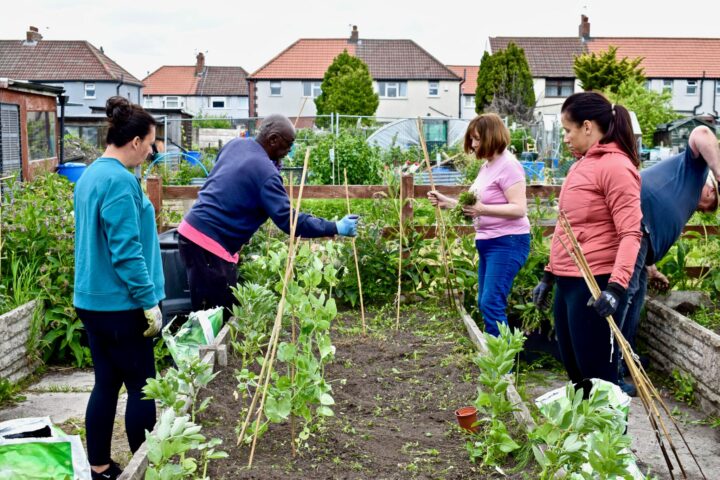 Four people working on vegetable garden