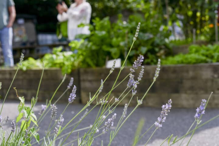 Lavender in community garden.