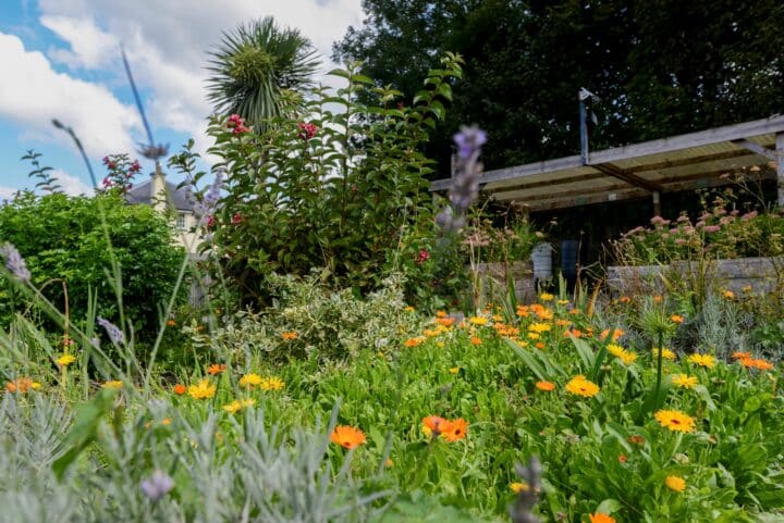 Flowers in community garden